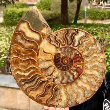 2.95LB Rare Natural Tentacle Ammonite FossilSpecimen Shell Healing Madagascar picture