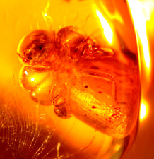 Bloated Methane Termite with Methane Bubbles in Dominican Amber Fossil Gem picture