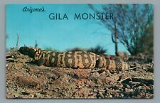Postcard Gila Monster Heloderma Suspectum Poisonous Lizard Arizona Postcard picture