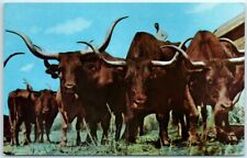 Postcard - Vanishing Texas Longhorns - Gene Autry-Everett Colborn Rodeo - Texas picture