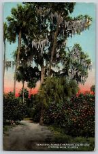 Florida - Beautiful Florida Oranges, Palms & Spanish Moss - Vintage Postcard - picture