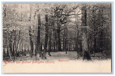 Lower Saxony Germany Postcard Greetings from Solbad Salzgitter Mother Oak c1905 picture