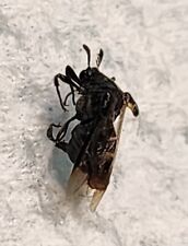 Ripiphoridae Ripiphorus fasciatus complex Parasitic Beetle Indiana RARE INSECT picture