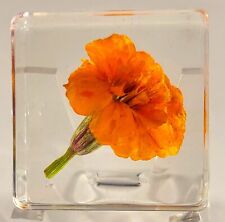 38mm French Marigold in Clear Resin Botany Herb Science Education Specimen Block picture