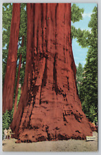 Sequoia National Park The President Tree Giant Posted 1943 Linen Postcard picture