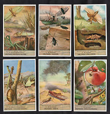 The Locust Family French Card Set Liebig 1947 Insectes Orthopteres Crop Pests picture