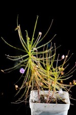 Byblis Liniflora 20+ Seeds Rainbow Carnivorous Plant picture