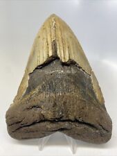 Megalodon Shark Tooth 5.98” Huge - Natural Fossil - Authentic 14783 picture
