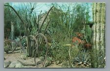 Desert Botanical Garden Between Tempe And Phoenix Arizona Postcard c1962 picture