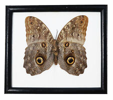 Real Butterfly taxidermy frame Owl butterflies Caligo euriloch Hang on display. picture