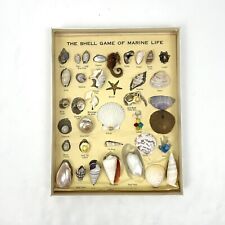 Vintage Shell Game Display Case Marine Biology Life Seahorse Ocean Seahorse Art picture