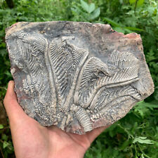 Fossils of crinoids from the prehistoric Jurassic biota of China picture