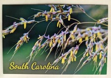 Postcard SC: South Carolina Foliage picture