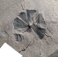 Carboniferous fossil plant flower shape horsetail Sphenophyllum emarginatum picture