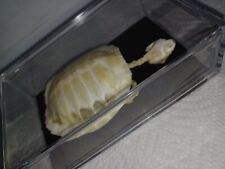 Turtle Skeleton Mounted In Plexiglass Box Taxidermy Real picture