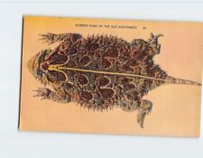 Postcard Horned Toad of the Ole Southwest picture