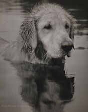1989 BRUCE WEBER Vintage Golden Retriever Dog Adirondack Park Photo Art 11X14 picture