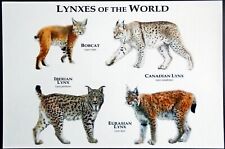 Café Press Lynxes of the World 4x6 Postcard, Bobcat, Iberian Lynx, Eurasian Lynx picture