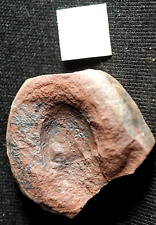V RARE Carboniferous fossil horseshoe crab Valloisella in nodule not Mazon Creek picture