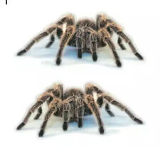 NEW 6”x2.5” ea (2) 3D Realistic Tarantula￼ Spiders Car Wall Laptop Vinyl Sticker picture