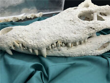 1 pcs 24 inch large skull Real Crocodile Skull Taxidermy Animal skull specimen picture