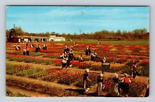 Holland MI-Michigan, Nelis Tulip Farm, Tulip Field, Antique Vintage Postcard picture