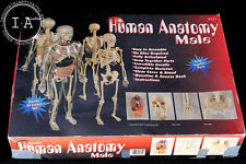 Vintage Interactive Paradise Human Anatomy Male Model picture