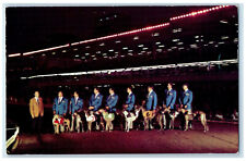 c1950's Night Scene Greyhound Racing Caliente Greyhound Club Mexico Postcard picture