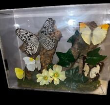 Butterfly 5 Specimens Lucite Boxed Nature Display Drift Wood Floral 12X9X4.5 Vtg picture