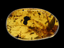 Large Orthoptera (Cricket), Fossil insect inclusion in Burmese Amber picture