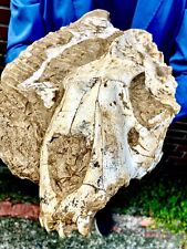 /BEYOND RARE FOSSIL MAMMAL SABER CAT Pleistocene Megantereon skull Gansu China picture