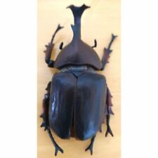 beetle insect figure moving flight system wings and legs moving picture
