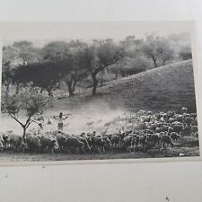 1935 RPPC Sheppard Leading Herd Sheep 1995 Reproduction Luis Manuel Vasconcelos picture
