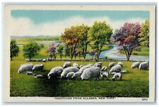 1946 Greetings From Sheep Flock Field Allaben New York Vintage Antique Postcard picture