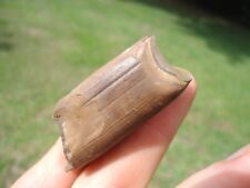 QUALITY MEGALONYX SLOTH TOOTH FLORIDA FOSSILS ICE AGE EXTINCT CLAW CORE BONES FL picture