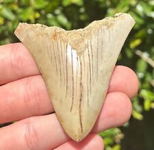Indonesia Megalodon Tooth Fossil Serrated Natural Shark Tooth Indonesian Meg picture