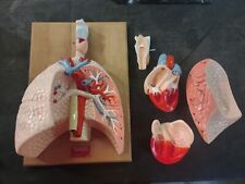 Denoyer-Geppert Cardiopulmonary System (Heart & Respritory Organs) Model USA picture
