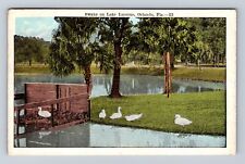 Orlando FL-Florida, Swans On Lake Lucerne, Antique, Vintage c1922 Postcard picture