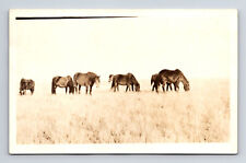 RPPC Several Horses Graze on Plain Pasture Real Photo Postcard picture