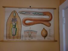 Vintage Denoyer-Geppart Pull-Down Earthworm Educational Chart in Color picture