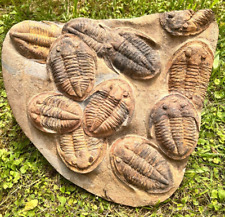 Mortality Plate Of Large Asaphid Trilobites Fossils picture