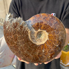 4.5lb Large Rare Natural Ammonite Fossil Conch Crystal Specimen Healing picture