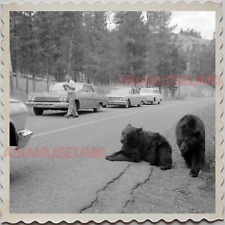 50s YELLOWSTONE NATIONAL PARK WYOMING MONTANA BLACK BEAR VINTAGE USA Photo 11115 picture