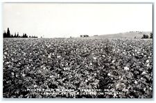 c1940's Potato Field In Bloom Limestone Maine ME RPPC Photo Vintage Postcard picture