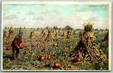 Golden Harvest Corn Pumpkins UNP Detroit Publishing Agriculture DB Postcard I3 picture