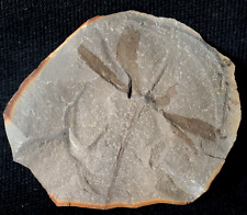 Rare unknown Carboniferous fossil plant in nodule Not Mazon Creek from UK picture