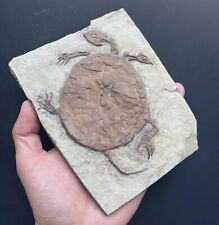 Last One Real Turtle Fossil Rare Chinese Best Triassic Keichousaurus Collection picture