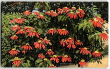 Vintage Postcard Scarlet Poinsettias, Florida picture
