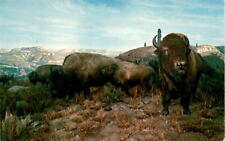 American Buffalo, Bison, Badlands of North Dakota, United States, Postcard picture