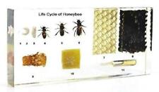 Lifecycle of a Honey Bee Science Classroom Specimens for Science Education picture